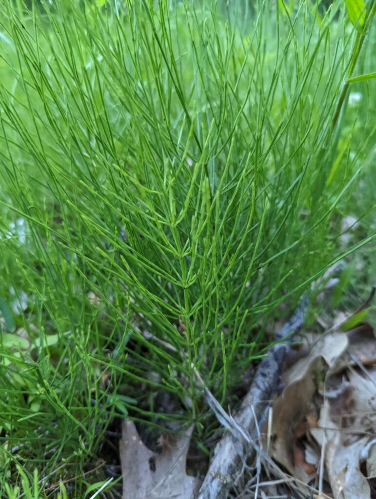 Horse tail