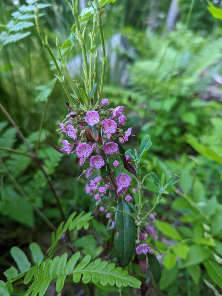 Sheep Laurel or mountain laurel