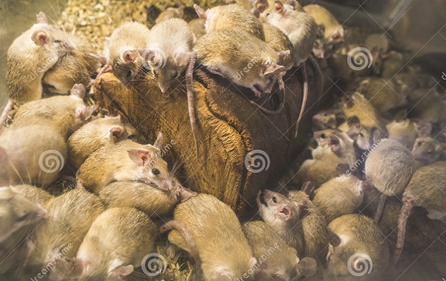 rats-wood-cell-many-66617045 dreamstime by Deyangeorgiev