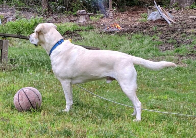 Cosmo Lead researcher summer tick project