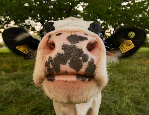Cow original Photo by Wolfgang Hasselmann on Unsplash