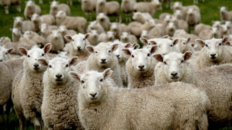 Sheep herd