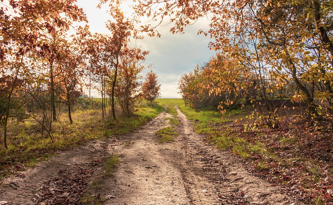 dirt road original Photo by Tomáš Vydržal on Unsplash cropped