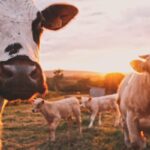 Cows ranch cattle Photo by Stijn te Strake on Unsplash