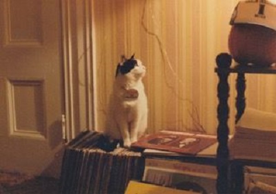 Nitro the cat John Burtis