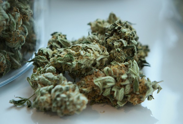 weed marijuana bud Photo