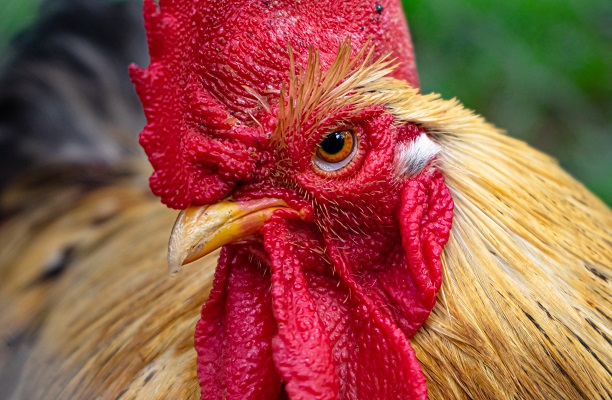 rooster Photo by Arib Neko on Unsplash