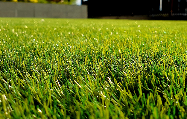 grass yard lawn original Photo by Petar Tonchev on Unsplash