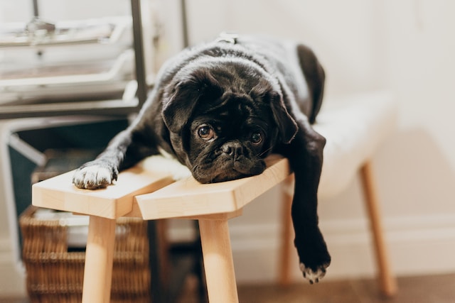 Lazy dog Photo by Priscilla Du Preez on Unsplash