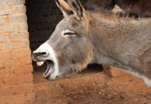 laughing braying donkey