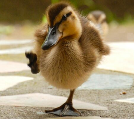Duckling