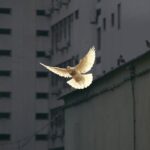 Dove peave bird Photo by Sunguk Kim on Unsplash