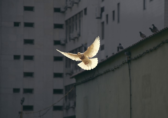Dove peave bird Photo by Sunguk Kim on Unsplash