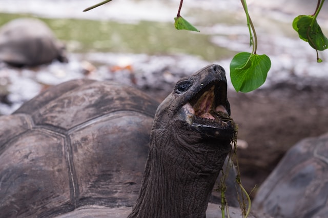 Tortise eating a leaf