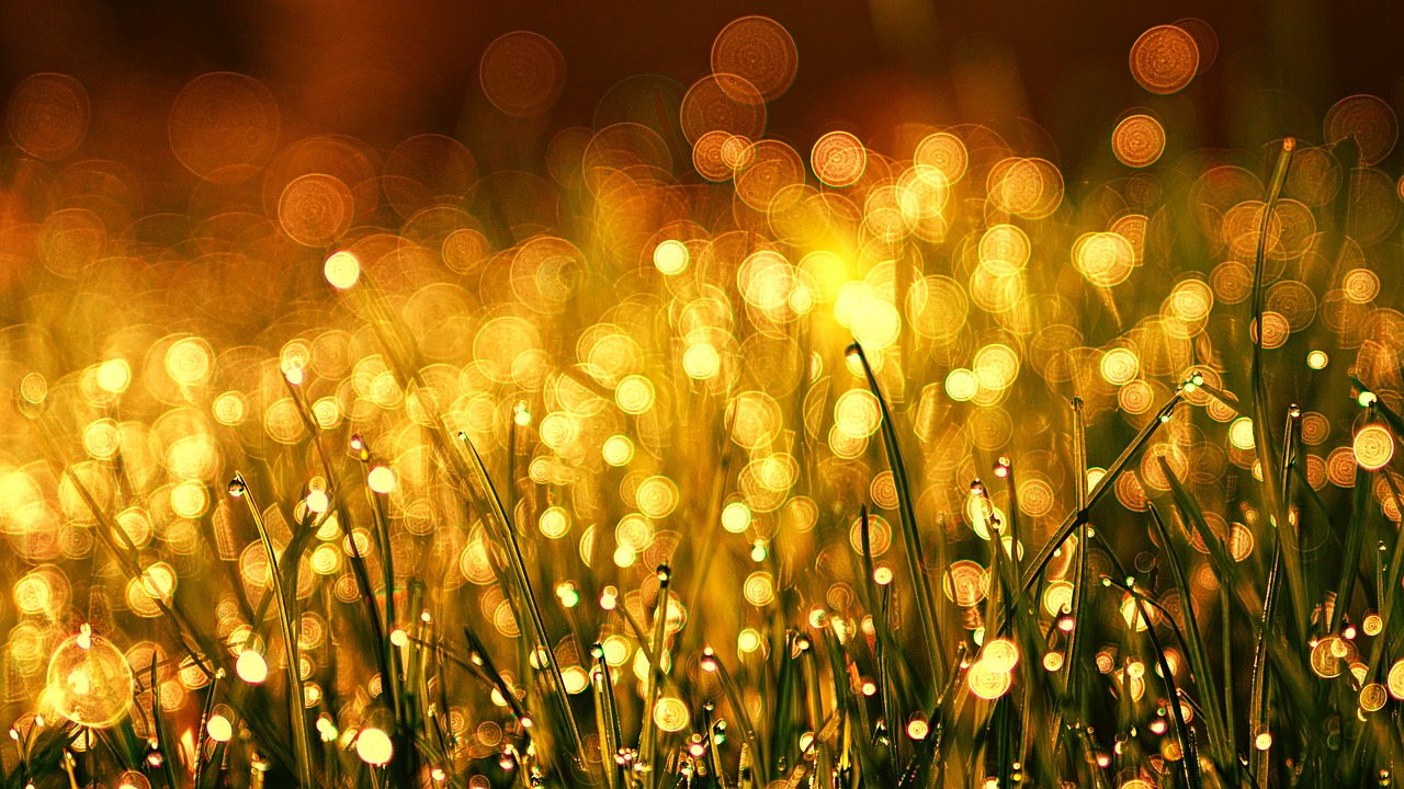 golden dew grass glintgrass-3375344_1280