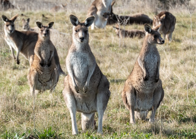 Kangaroos