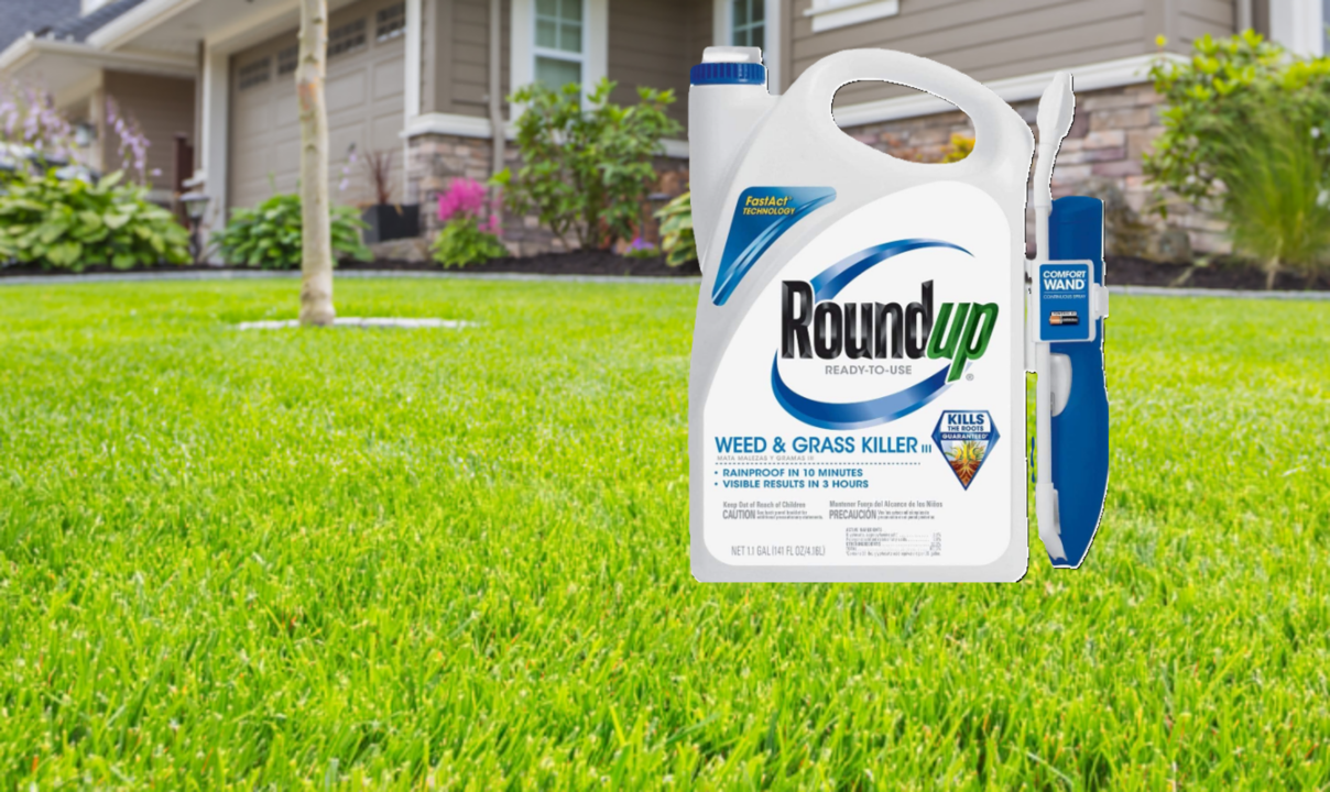 Roundup weed killer and a green lawn