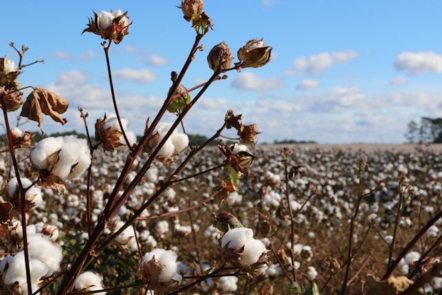 Raw cotton fields