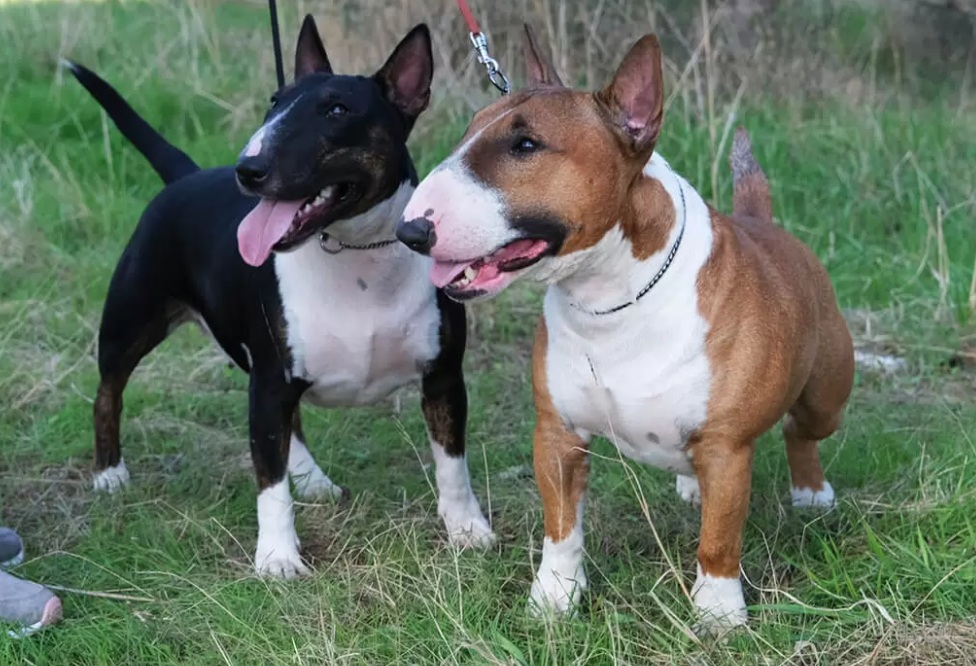 Miniature Bull Terrirers