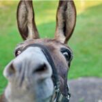 donkey