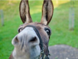 donkey