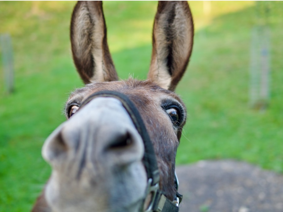 donkey