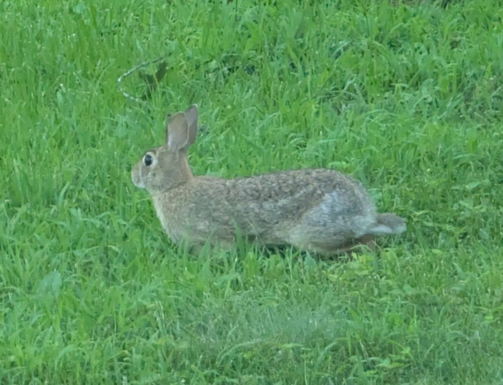 Rabbit in steves yard