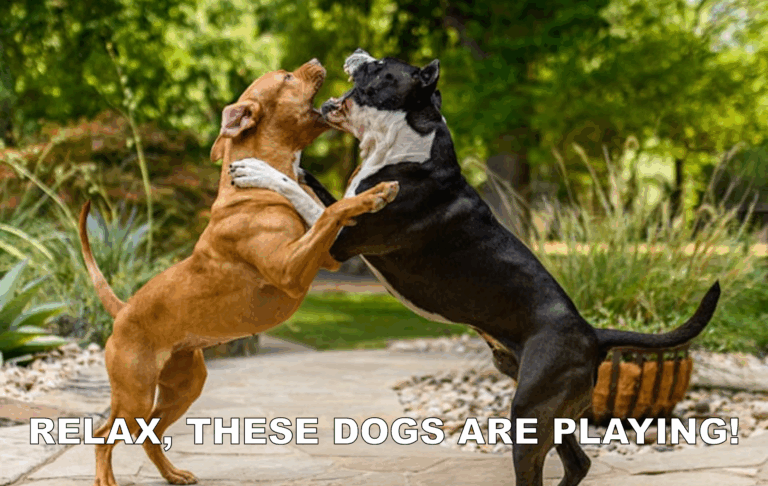 Two dogs playing