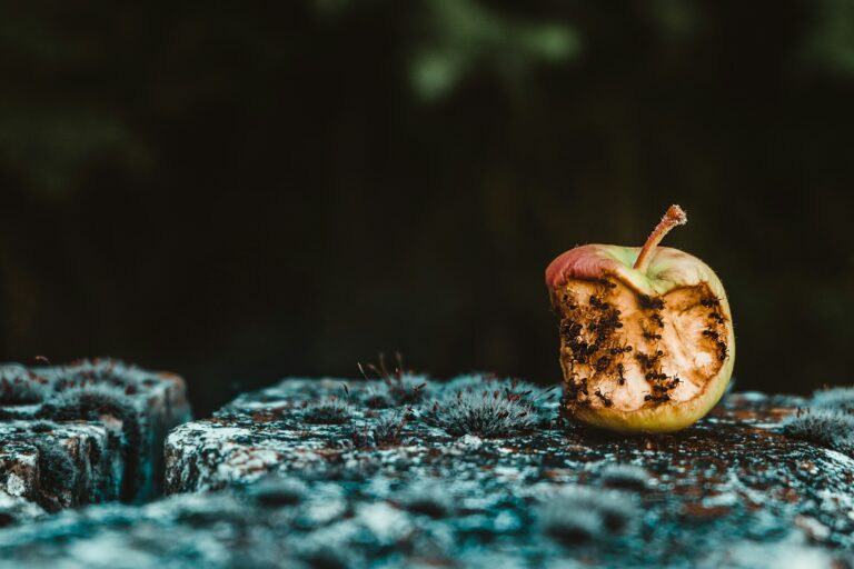 rotten apple with ants on it