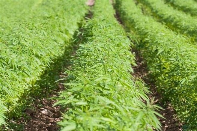 Hemp crop