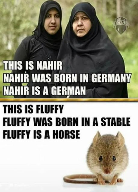 fluffy-is-a-horse.jpg