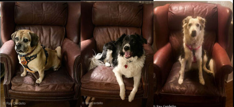 Dogs pups pearched on chairs