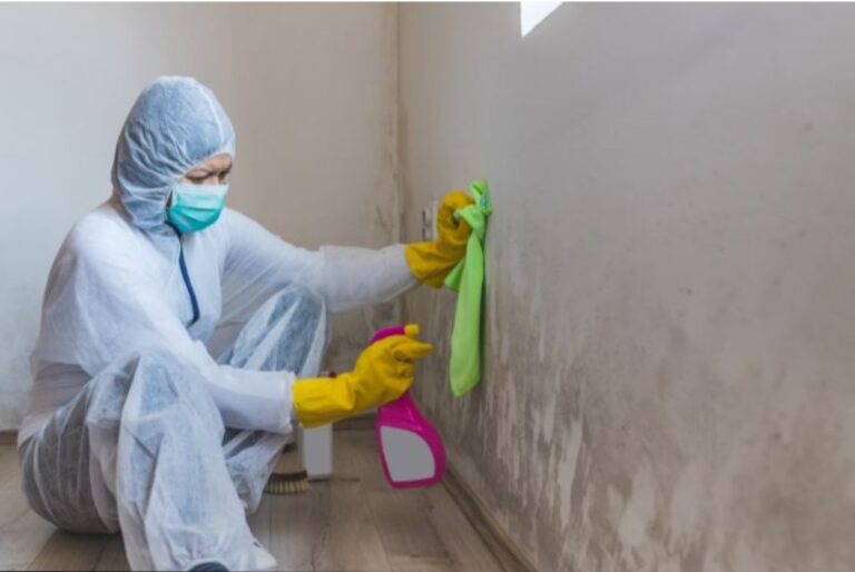 mold removal