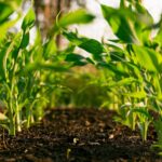 Yourg corn rows