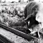pig at a trough