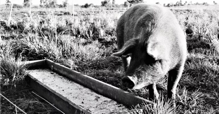 pig at a trough