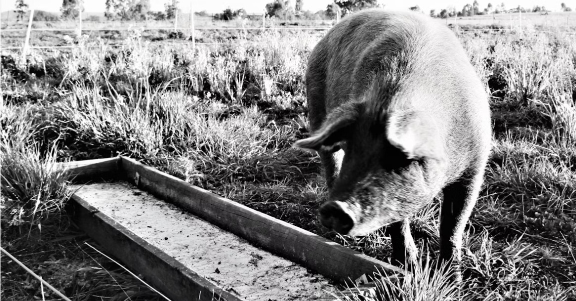 pig at a trough